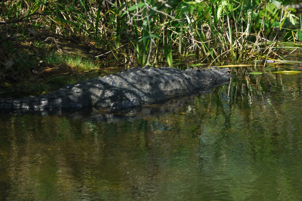 Here is one of the large American Alligators we saw during the day, I dread to think of the Burmese Python capable of eating one of these!